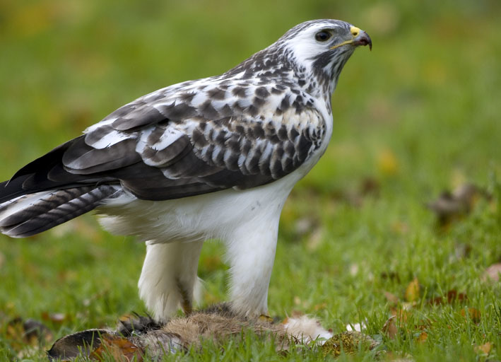 Mäusebussard