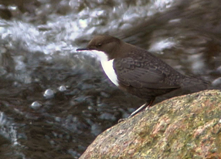 Wasseramsel